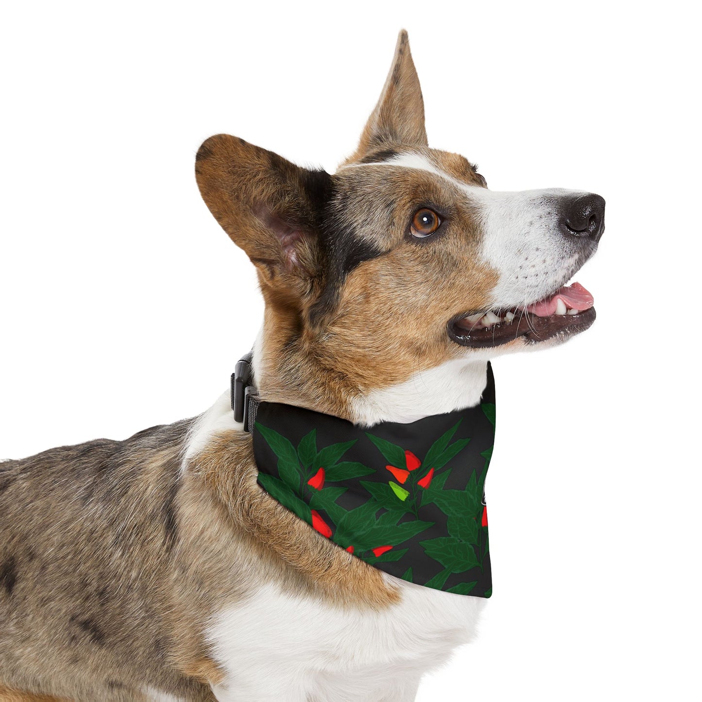 Donne'  - Pet Bandana Collar